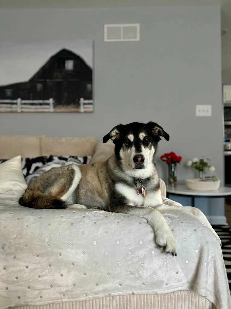 Keira, an Alaskan Malamute and Siberian Husky mix tested with EmbarkVet.com