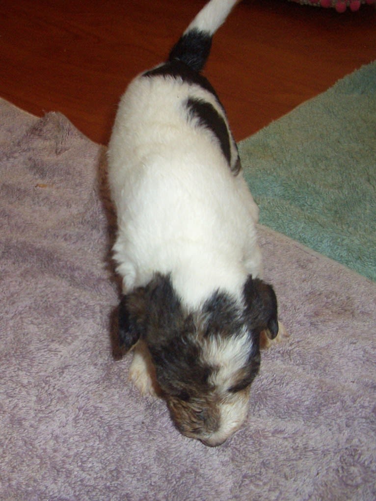 Paumalu Stretchy Stretch, a Wire Fox Terrier tested with EmbarkVet.com