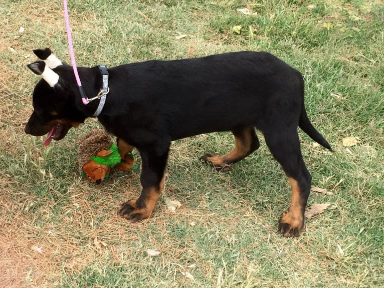 Meg, a Beauceron tested with EmbarkVet.com