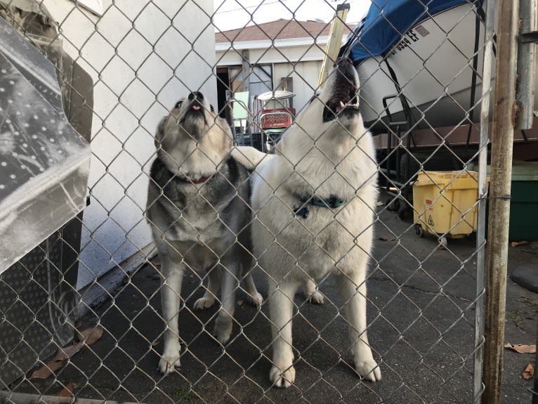 Mia, a Siberian Husky tested with EmbarkVet.com