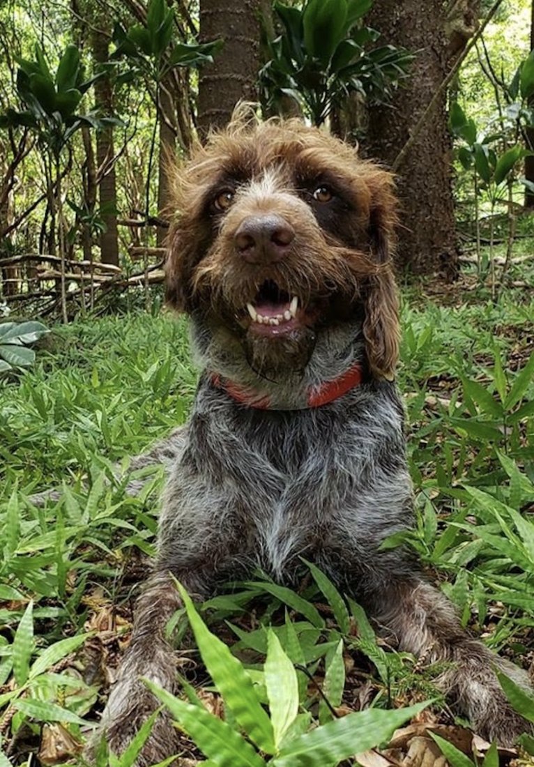 Didi, a German Wirehaired Pointer tested with EmbarkVet.com