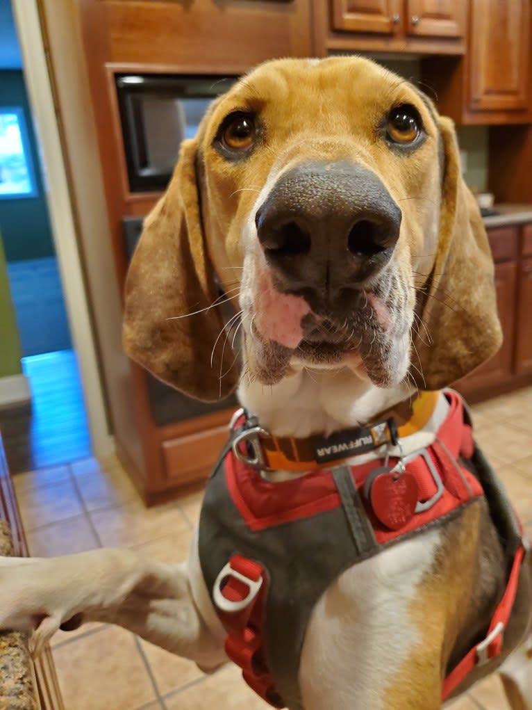 Finn, an American Leopard Hound tested with EmbarkVet.com