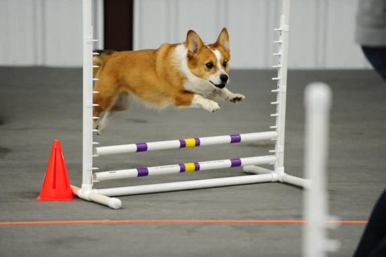 Wizard, a Pembroke Welsh Corgi and Border Collie mix tested with EmbarkVet.com