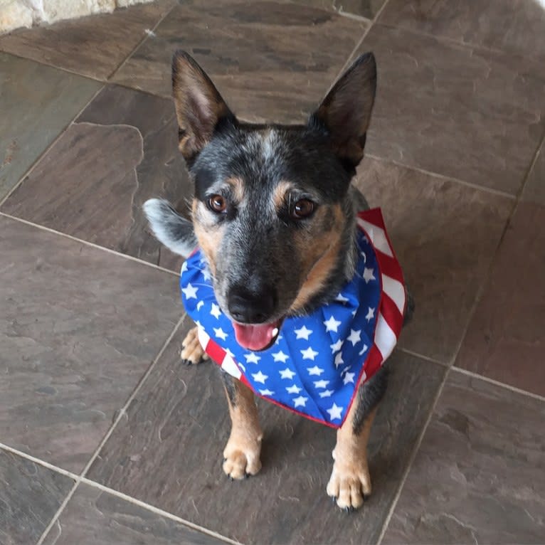 Hank, an Australian Cattle Dog and American Pit Bull Terrier mix tested with EmbarkVet.com