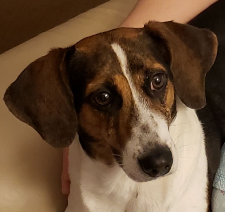 Annie, a Beagle and Rat Terrier mix tested with EmbarkVet.com