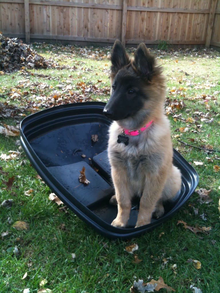 Maizie, a Belgian Shepherd tested with EmbarkVet.com