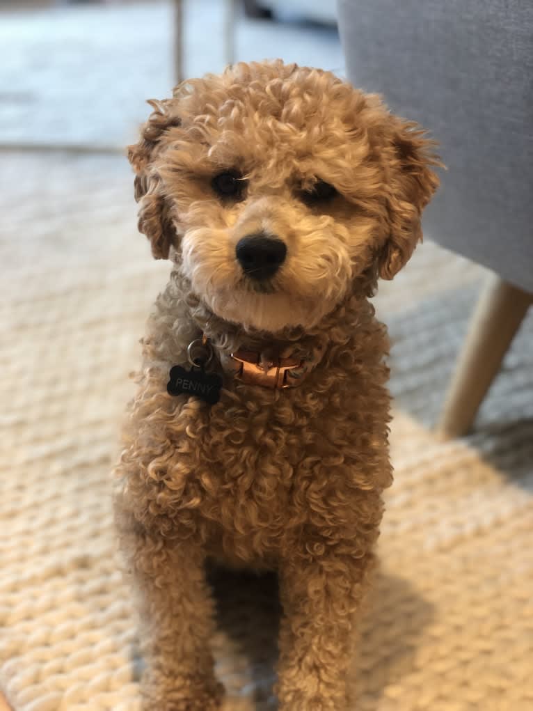 Penny, a Maltipoo tested with EmbarkVet.com