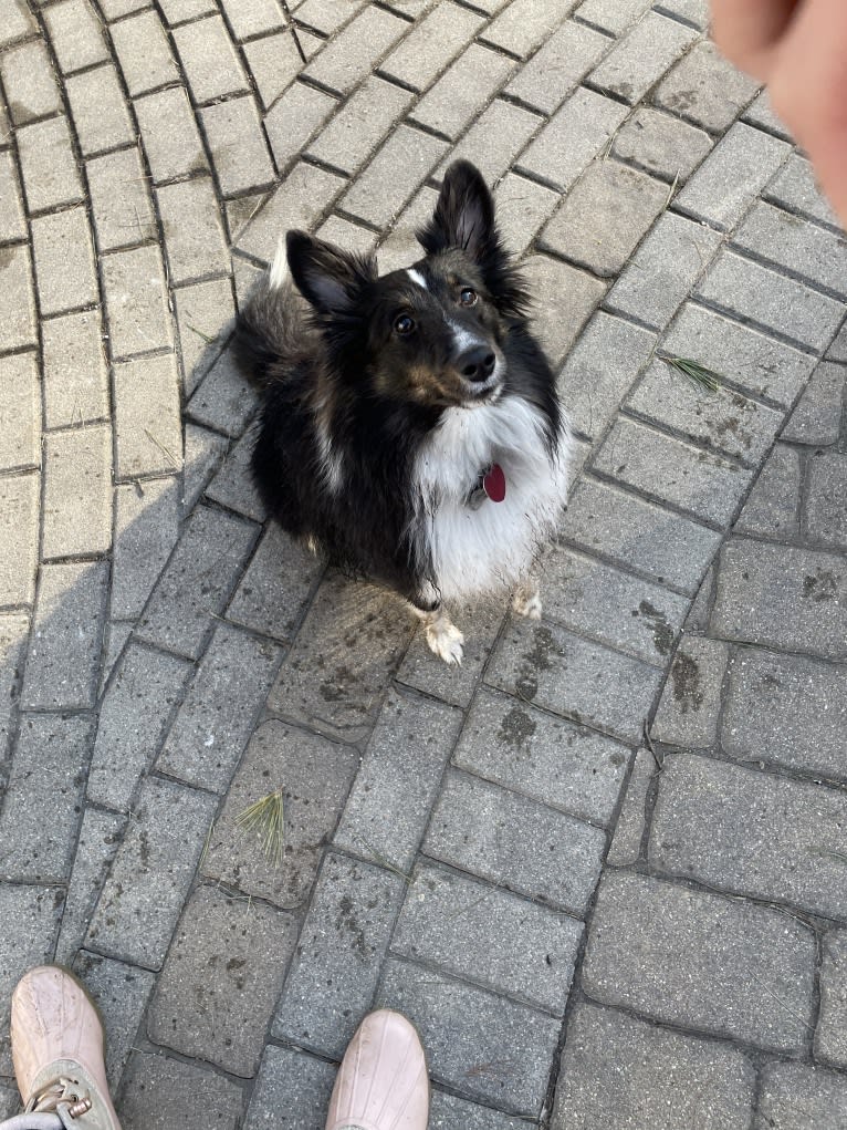 Whiskey Cash Adams, a Shetland Sheepdog tested with EmbarkVet.com