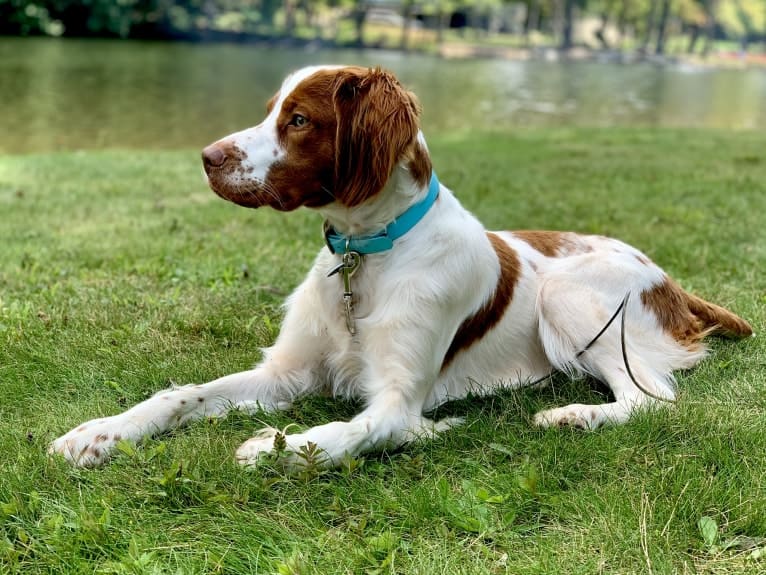 Pilot, a Brittany tested with EmbarkVet.com