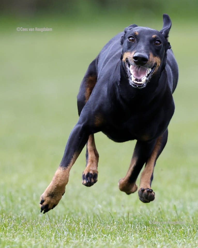 The Junior Katington, a Manchester Terrier (Standard) tested with EmbarkVet.com