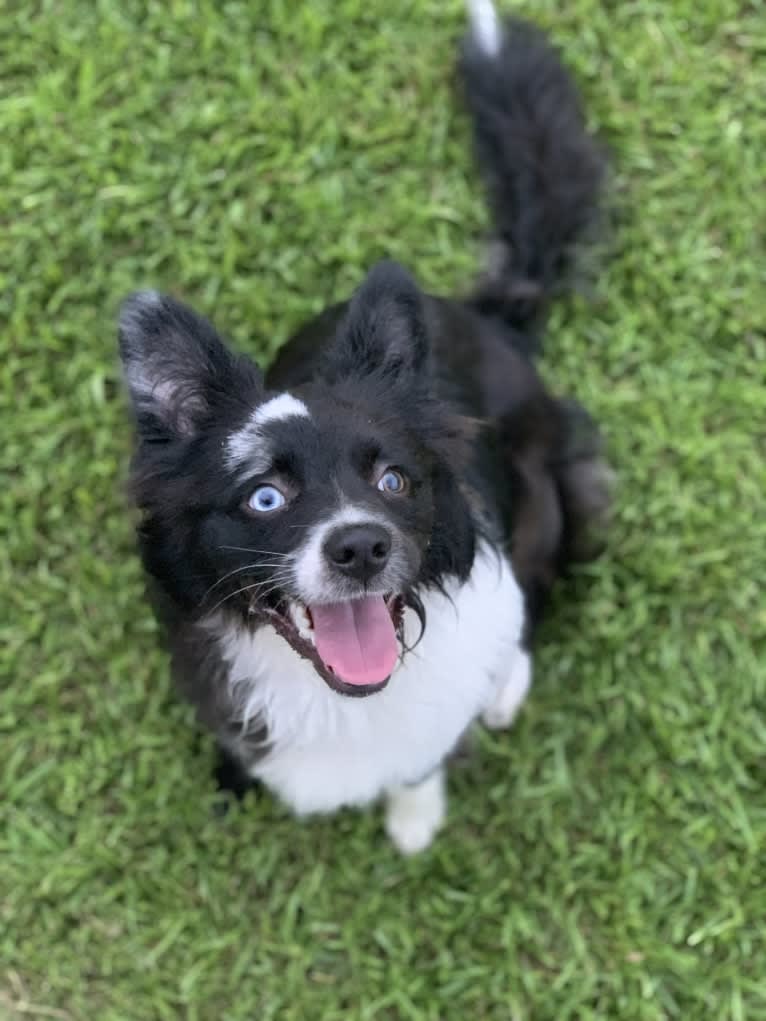 Brees, a Miniature/MAS-type Australian Shepherd and Australian Cattle Dog mix tested with EmbarkVet.com