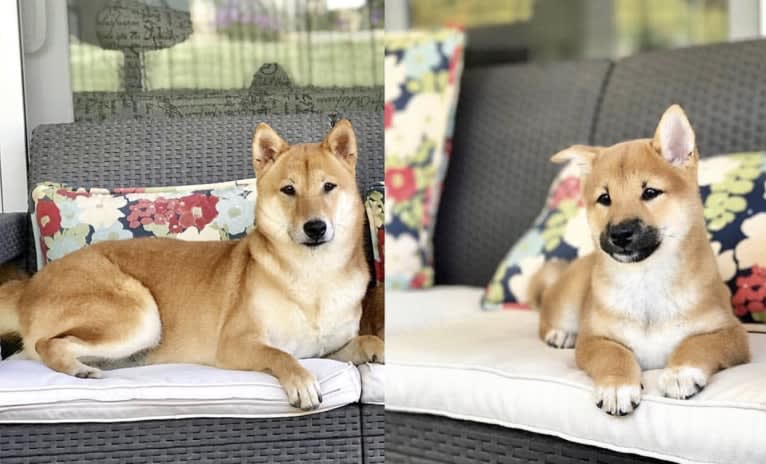 Max, a Shiba Inu tested with EmbarkVet.com
