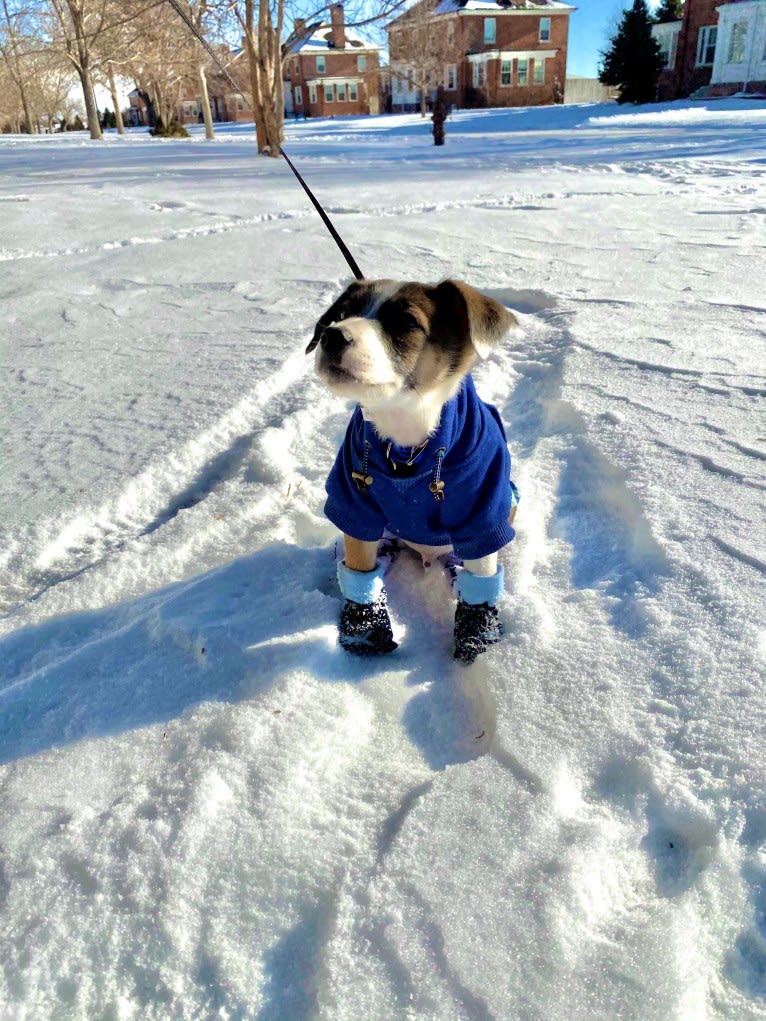 Ikaika, a Miniature/MAS-type Australian Shepherd and Australian Cattle Dog mix tested with EmbarkVet.com