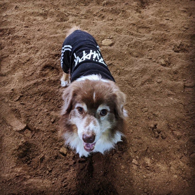 Bubba, an Australian Shepherd tested with EmbarkVet.com