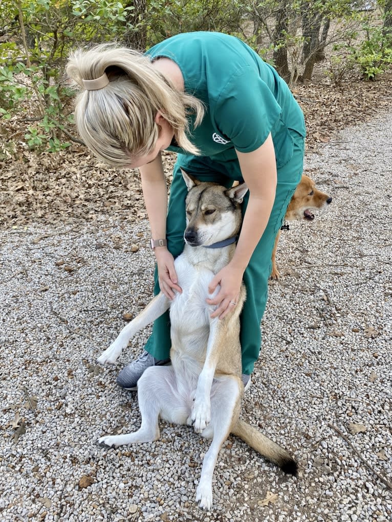 Kaeko, a Siberian Husky and Chow Chow mix tested with EmbarkVet.com