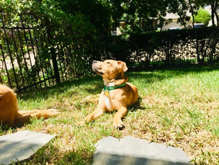 Everest, an American Pit Bull Terrier and Chow Chow mix tested with EmbarkVet.com