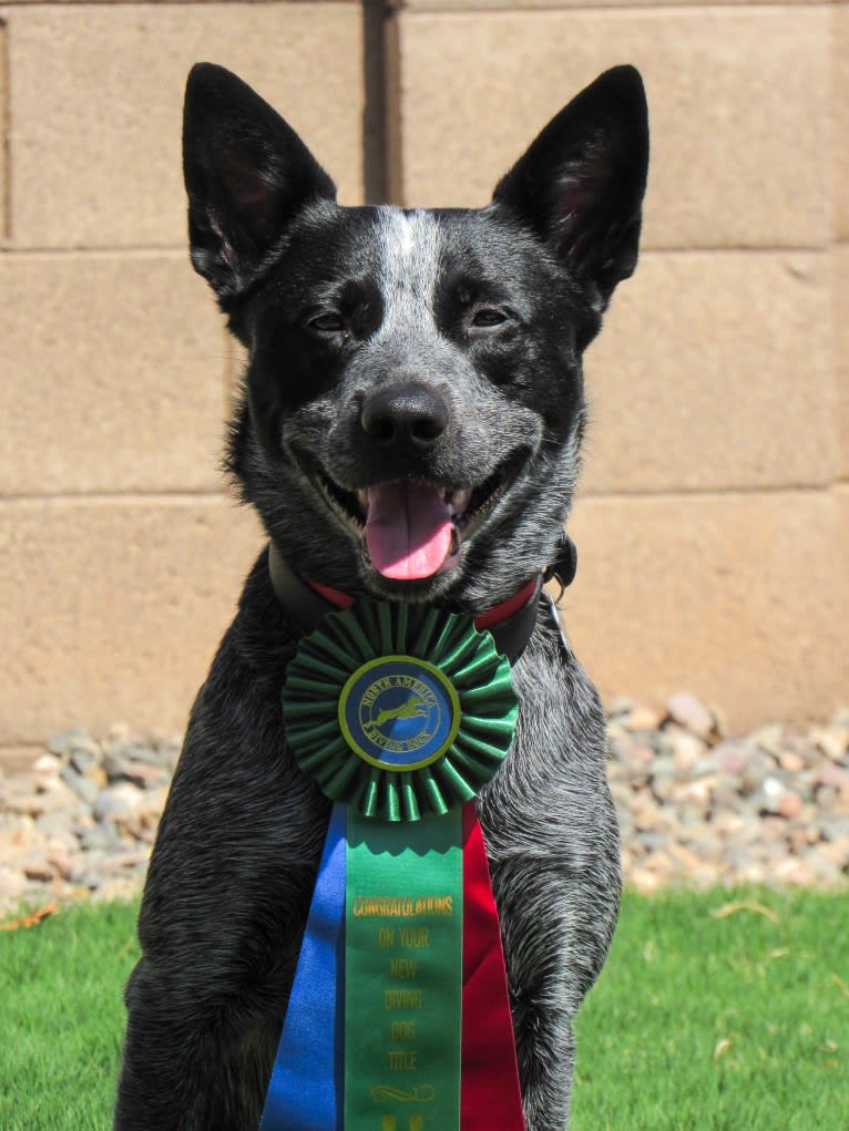 Bring the Heat, an Australian Cattle Dog tested with EmbarkVet.com