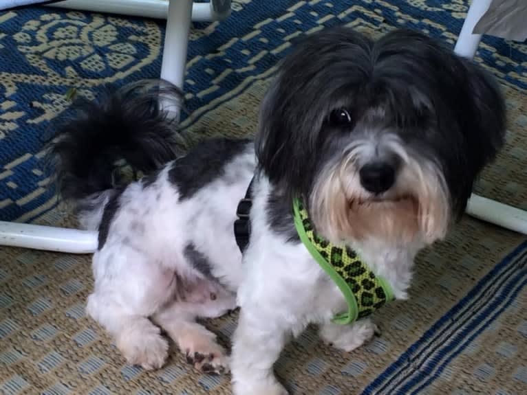 Phoenix, a Coton de Tulear tested with EmbarkVet.com