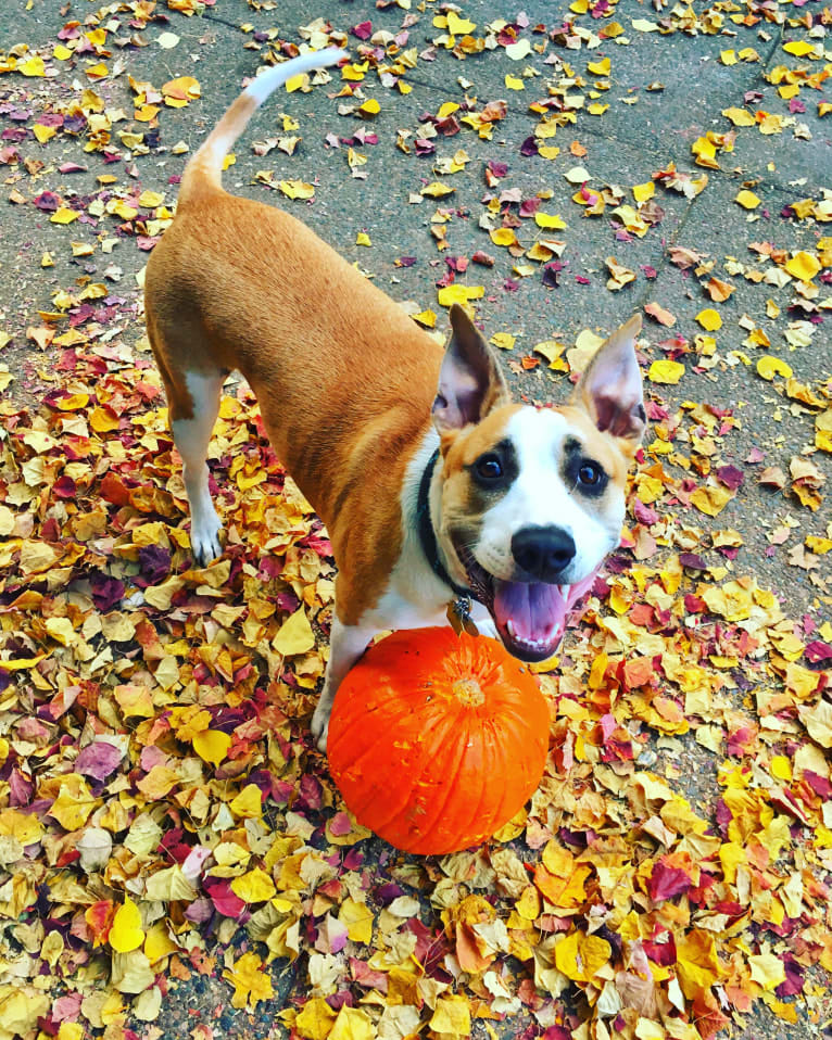 Biggie, an American Pit Bull Terrier and Australian Cattle Dog mix tested with EmbarkVet.com