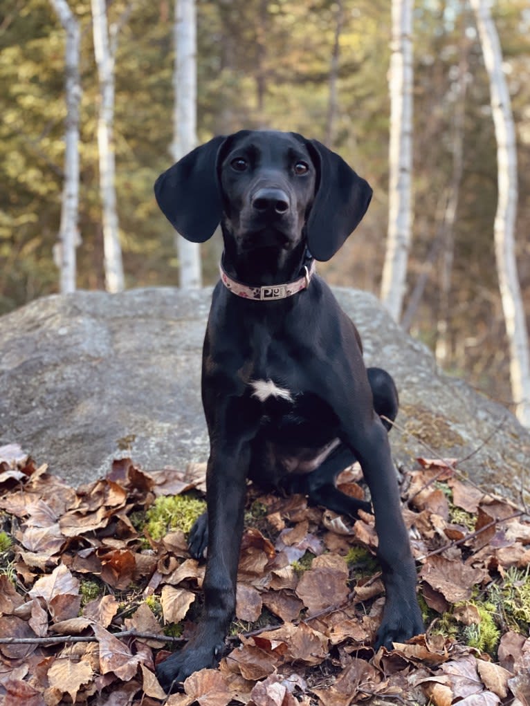 Spree, a German Shorthaired Pointer and Alaskan-type Husky mix tested with EmbarkVet.com