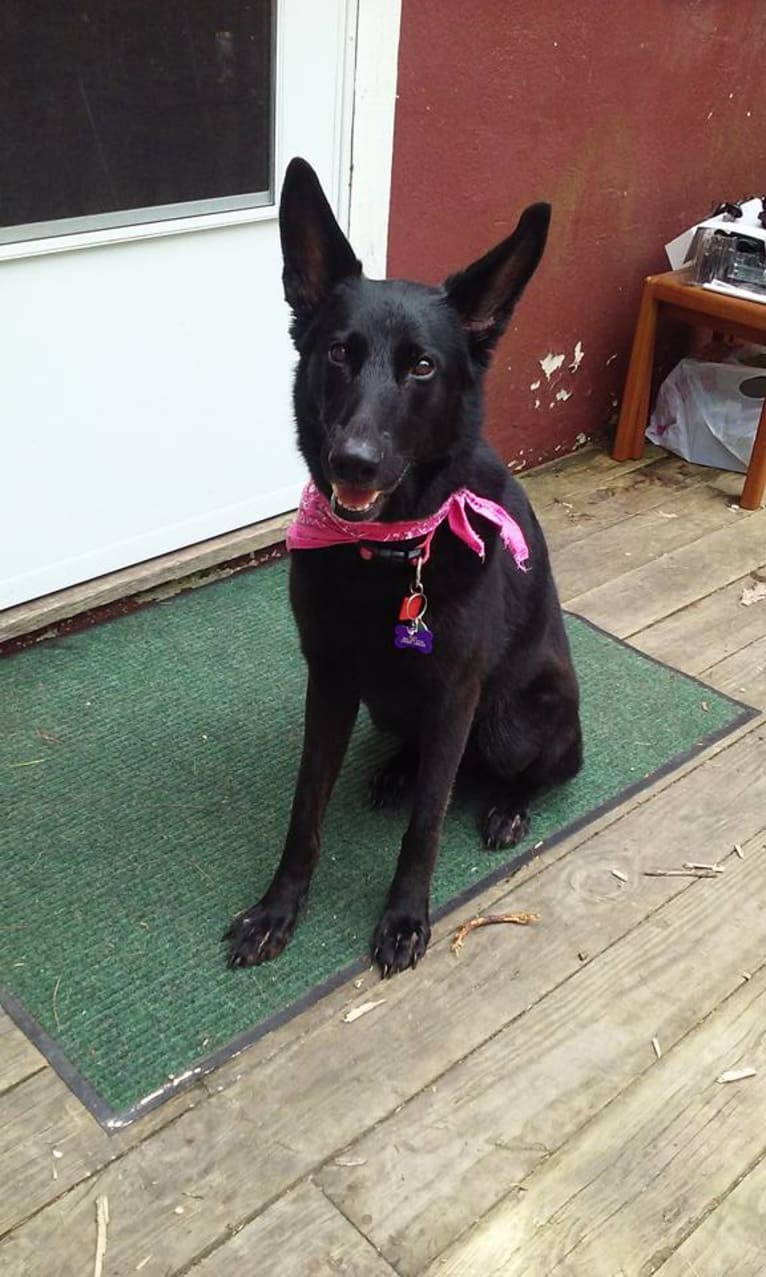 Roxy, a German Shepherd Dog tested with EmbarkVet.com