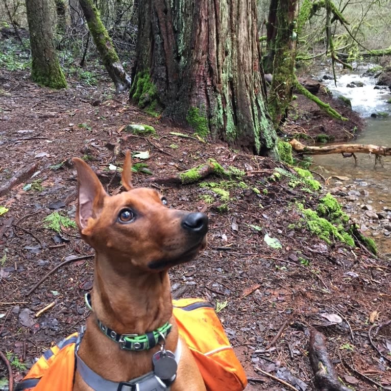 Keltis, a German Pinscher tested with EmbarkVet.com