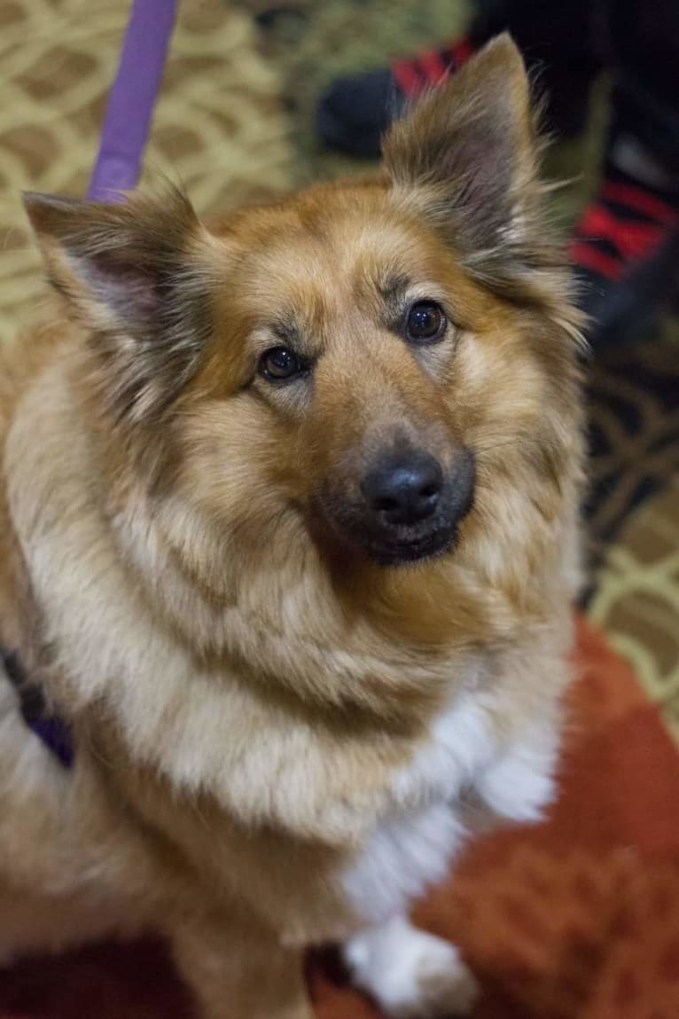 Mina, a Shetland Sheepdog and German Shepherd Dog mix tested with EmbarkVet.com