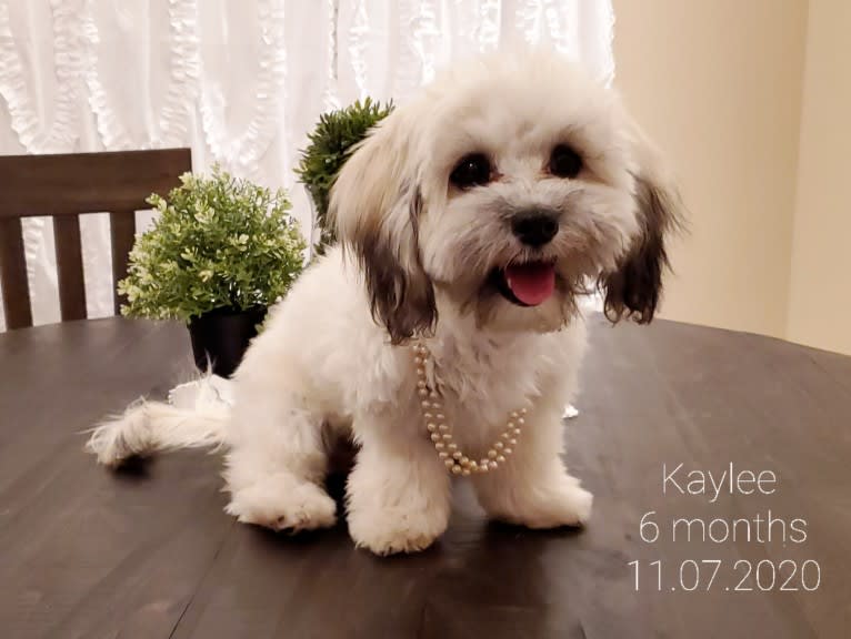 Kaylee, a Maltese and Shih Tzu mix tested with EmbarkVet.com