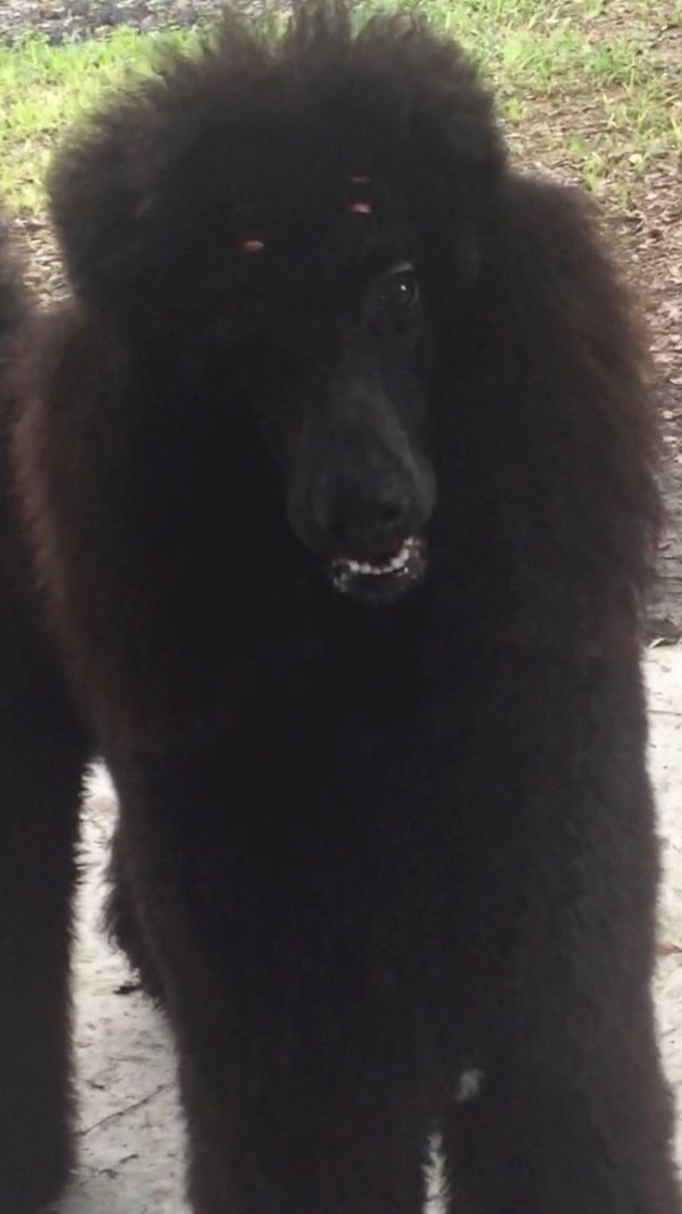 Tempi, a Poodle (Standard) tested with EmbarkVet.com