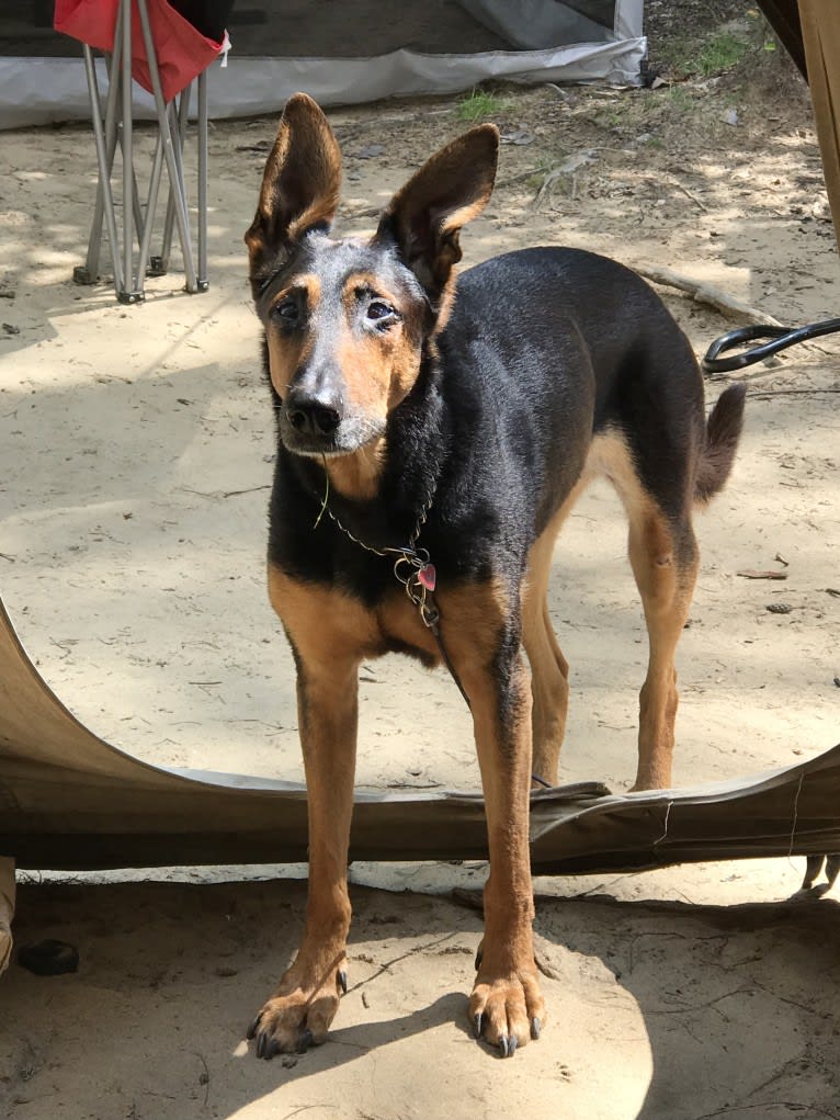 Sky, a Doberman Pinscher and German Shepherd Dog mix tested with EmbarkVet.com