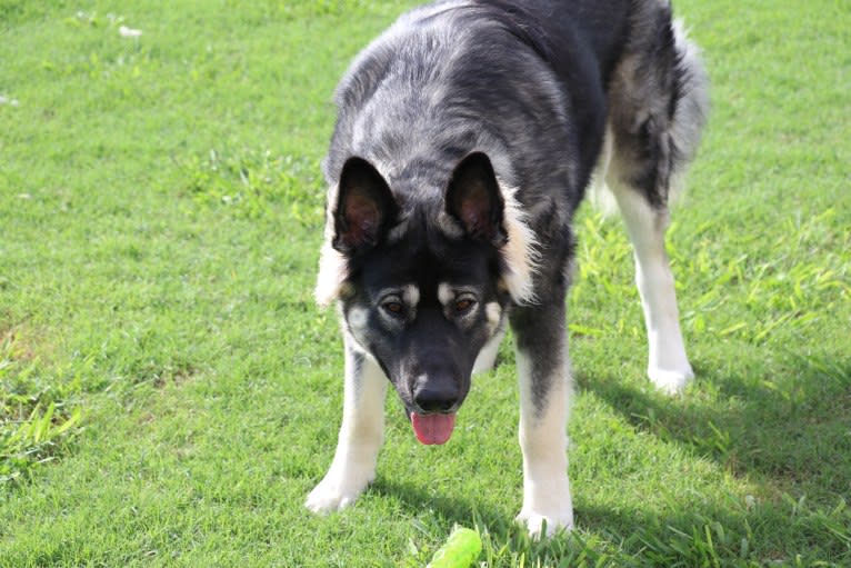 Tikaani "Teek", an Alaskan Malamute and German Shepherd Dog mix tested with EmbarkVet.com