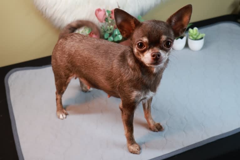Nae Nae, a Chihuahua tested with EmbarkVet.com