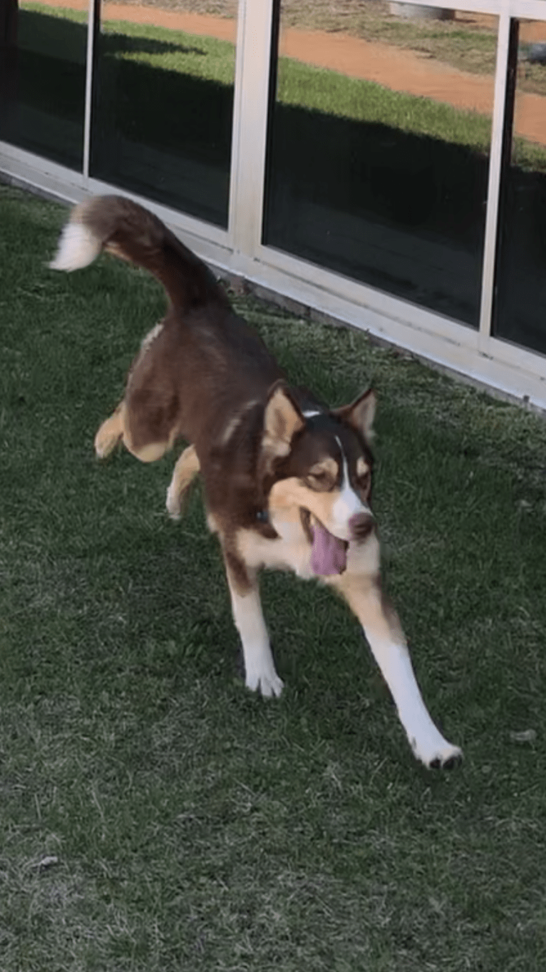 Jake, an Australian Shepherd and Siberian Husky mix tested with EmbarkVet.com