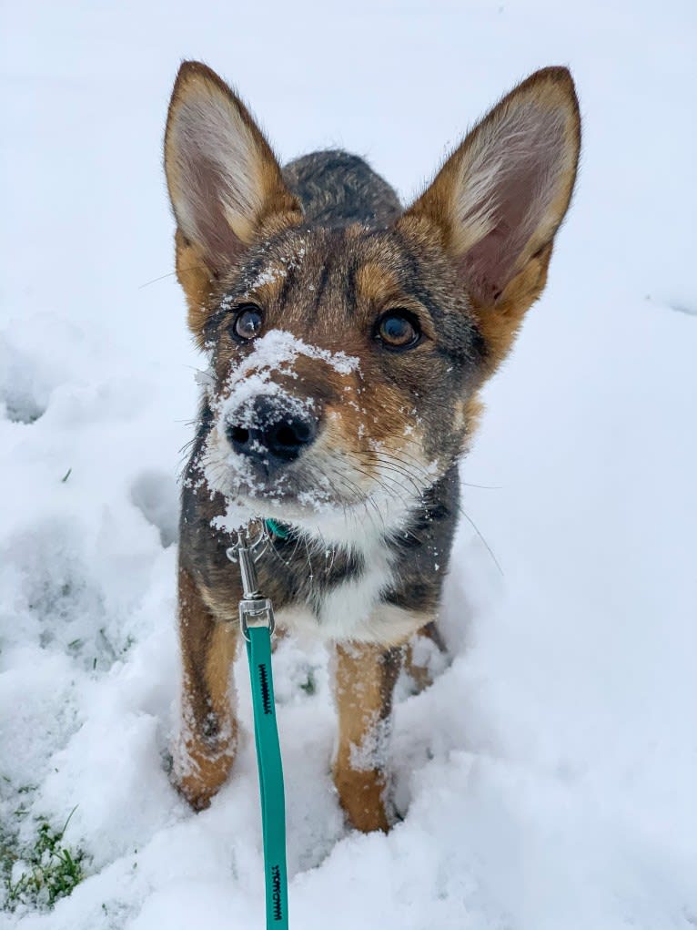 Cilantro, a Border Collie and Coyote mix tested with EmbarkVet.com