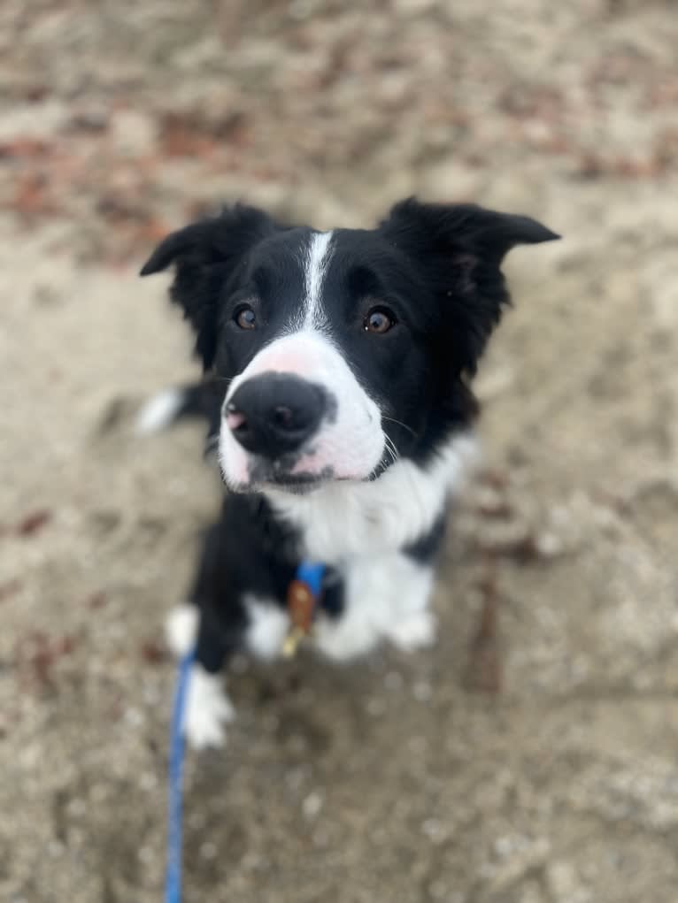 DDF Arlo, a Border Collie tested with EmbarkVet.com