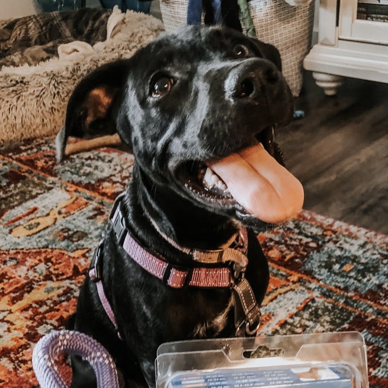 Bella Kate, a Labrador Retriever and American Pit Bull Terrier mix tested with EmbarkVet.com