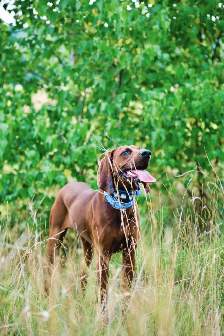 Piper, a Redbone Coonhound tested with EmbarkVet.com