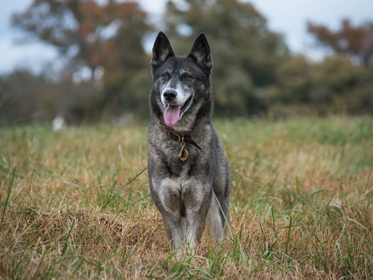 Asterid, a German Shepherd Dog and Siberian Husky mix tested with EmbarkVet.com
