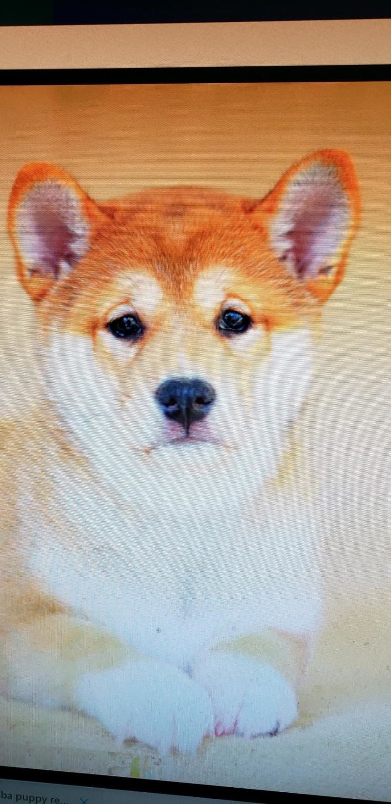 Noko, a Shiba Inu tested with EmbarkVet.com