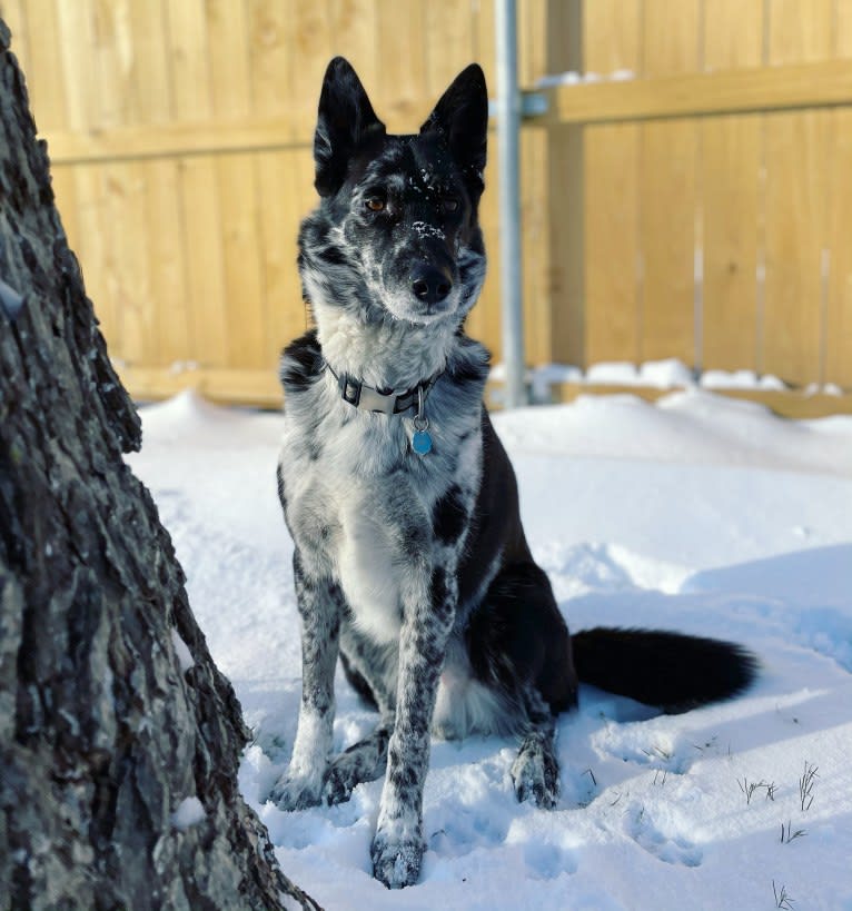 Chinook, a German Shepherd Dog and Siberian Husky mix tested with EmbarkVet.com