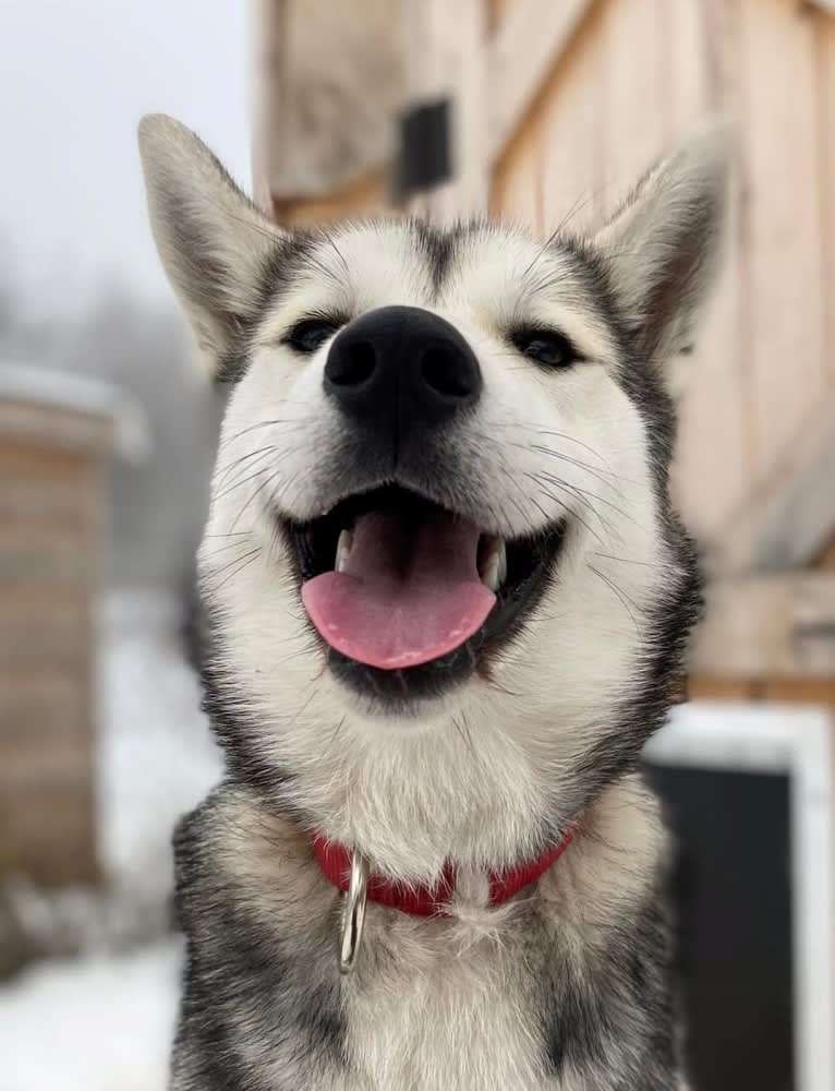 Charlotte, a Siberian Husky tested with EmbarkVet.com