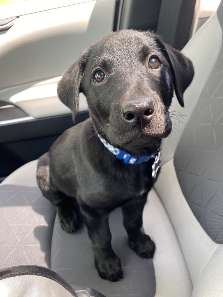George, a Labrador Retriever and Belgian Malinois mix tested with EmbarkVet.com