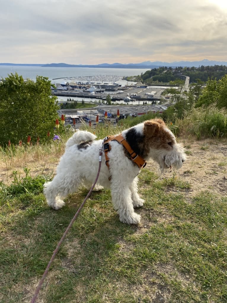 Gizmo, a Wire Fox Terrier tested with EmbarkVet.com