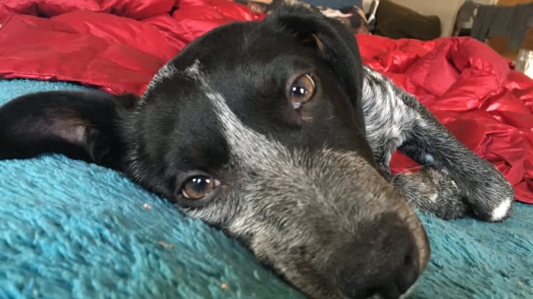 Sophie, an Australian Cattle Dog and Dachshund mix tested with EmbarkVet.com