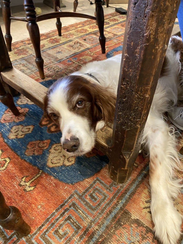 Harry, an Irish Red and White Setter tested with EmbarkVet.com