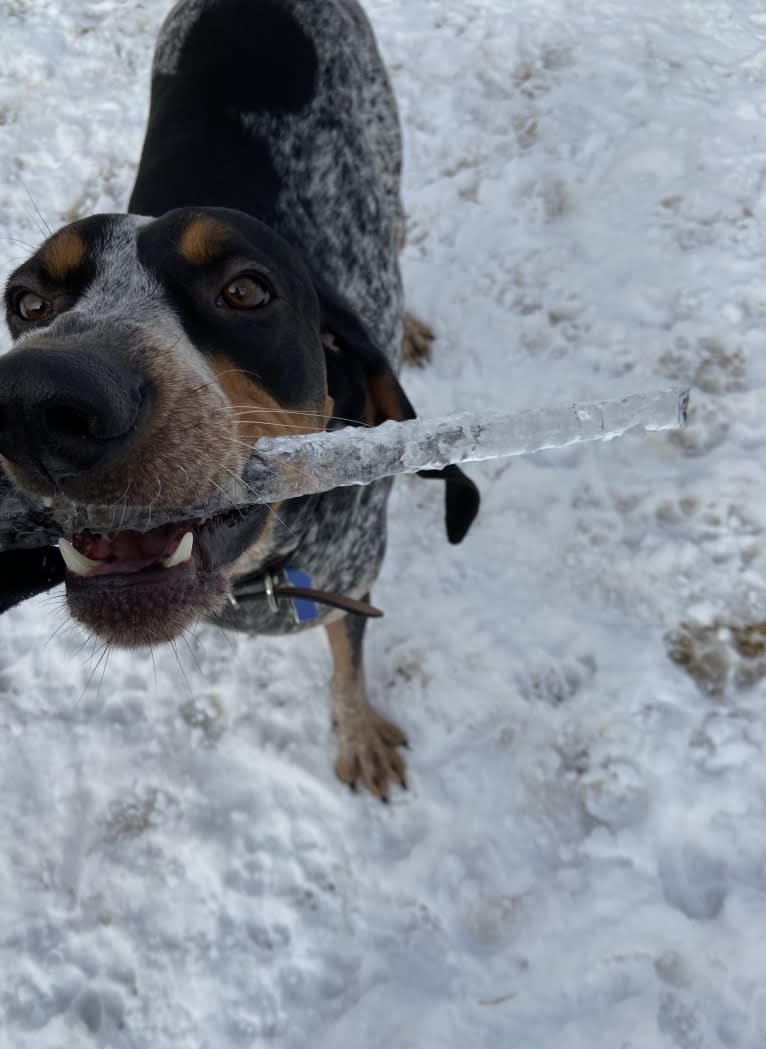 Chinook, a Bluetick Coonhound and Treeing Walker Coonhound mix tested with EmbarkVet.com