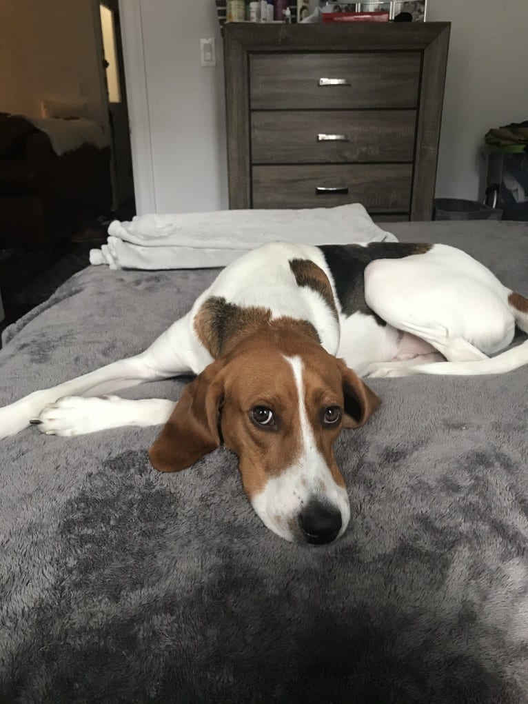 Jonathan, an American Foxhound and Treeing Walker Coonhound mix tested with EmbarkVet.com