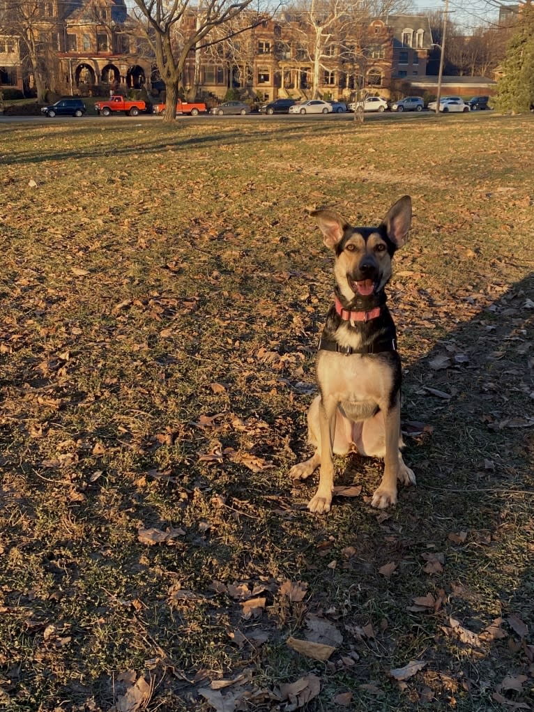 Ripley, a German Shepherd Dog and Great Pyrenees mix tested with EmbarkVet.com