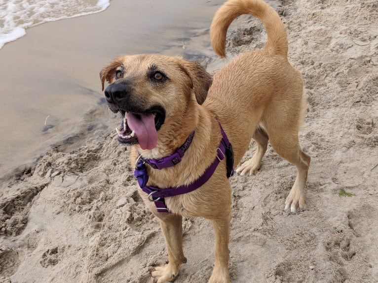 Willow, a Rottweiler and Dachshund mix tested with EmbarkVet.com