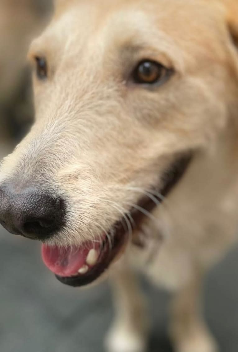 Ozzie, a West Asian Village Dog tested with EmbarkVet.com